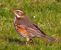 Redwing-B.jpg