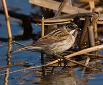 Reed-Bunting-B.jpg