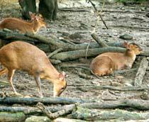 Reeves-Muntjac-B.jpg