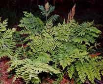Regal-Fern-B.jpg