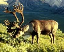 Reindeer-B.jpg