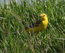 Replaced-Yellow-Wagtail-B.jpg