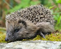 Rhyme-Hedgehog-B.jpg