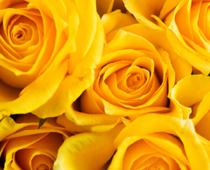 Rhyme-Rose-B.jpg