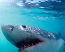 Rhyme-Shark-B.jpg
