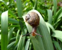 Rhyme-Snail-B.jpg