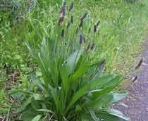 Ribwort-plantain-B.jpg