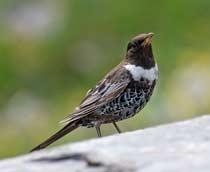 Ring-Ouzel-B.jpg