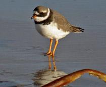Ringed-Plover-B.jpg
