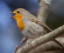 Robin-B.jpg