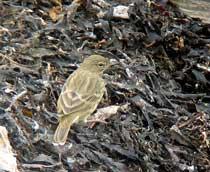 Rock-Pipit-B.jpg