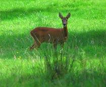 Roe-Deer-B.jpg