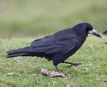 Rook-(bird)-B.jpg