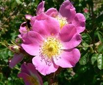 Rose-B.jpg