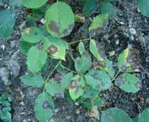 Rose-black-spot-B.jpg