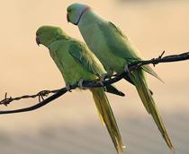 Rose-ringed-Parakeet-B.jpg