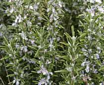 Rosemary-B.jpg