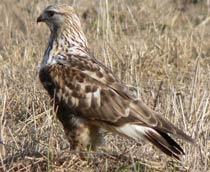 Rough-legged-Buzzard-B.jpg