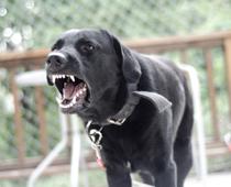 Round-Dog-B.jpg