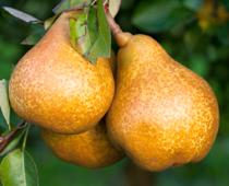 Round-Pear-B.jpg