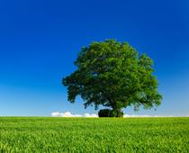 Round-Tree-B.jpg