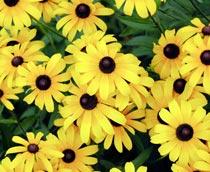 Rudbeckia-B.jpg