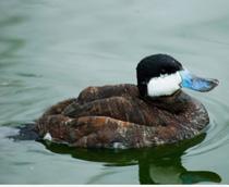 Ruddy-Duck-B.jpg
