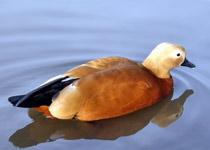 Ruddy-Shelduck-B.jpg