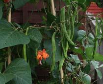 Runner-bean-B.jpg