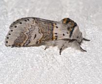 Sallow-Kitten-B.jpg