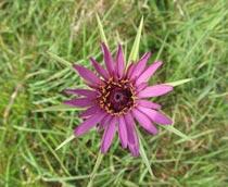 Salsify-B.jpg