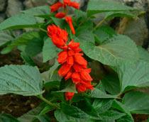 Salvia-B.jpg