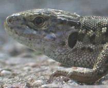 Sand-Lizard-B.jpg
