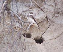 Sand-Martin-B.jpg
