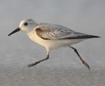 Sanderling-B.jpg