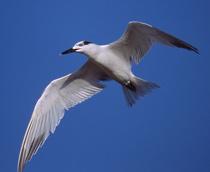 Sandwich-Tern-B.jpg