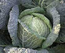 Savoy-Cabbages-B.jpg