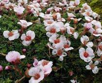 Saxifraga-irvingii-B.jpg