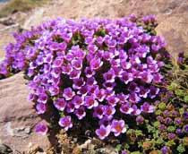 Saxifraga-oppositifolia-B.jpg
