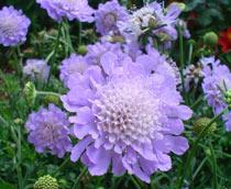 Scabiosa-B.jpg