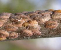 Scale-insect-B.jpg