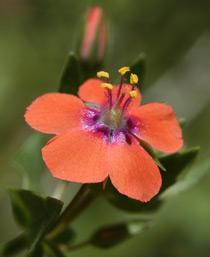 Scarlet-Pimpernel-2-B.jpg
