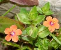Scarlet-Pimpernel-B.jpg
