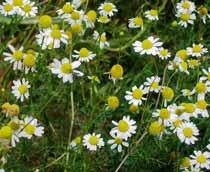 Scented-mayweed-B.jpg