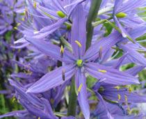Scilla-B.jpg