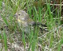 Scottish-Crossbill-B.jpg