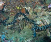 Sea-snake-B.jpg