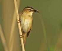 Sedge-Warbler-B.jpg