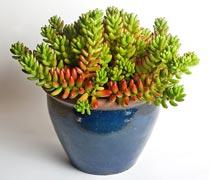 Sedum-Rubrotinctum-B.jpg