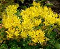 Sedum-oreganum-B.jpg